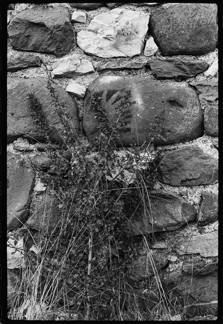 Ardèche, noir et blanc doux, détail bas d'une façade de grange de vignes en galets, graffiti au pochoir d'une main sur gros galet noir, petit arbuste épineux grimpe contre le mur